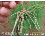 广西荣威植物克隆，根系发达