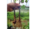 广西荣威植物克隆，粗枝直接育成大苗